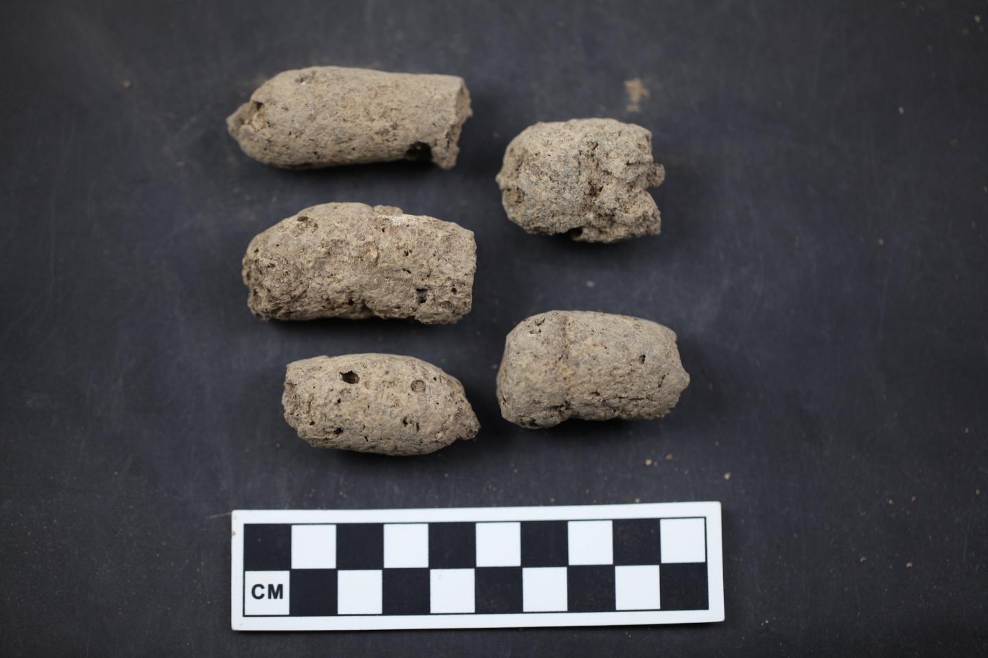 H35 (Ash pit number 35) coprolites from Xiaosungang archaeological site, Anhui Province, China. Source: Jada Ko, courtesy of the Anhui Provincial Institute of Cultural Relics and Archaeology