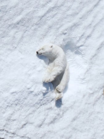 A polar bear, sleeping on a blanket of snow, can easily be found by a drone flying above. Source: Intel Corporation.