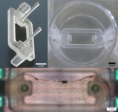 The multiwell plate device is designed for 3D muscle-tendon tissue printing. Source: Zurich University of Applied Sciences
