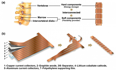 Schematic of the battery structure and the fabrication process. (a) Illustration of bio-inspired design: the vertebrae correspond to thick stacks of electrodes and soft marrow corresponds to the unwound part that interconnects all the stacks. (b) Multilayers of electrodes were first cut into the desired shape, then strips extending out were wound around the backbone to form a spine-like structure. Source: Yuan Yang/Columbia Engineering