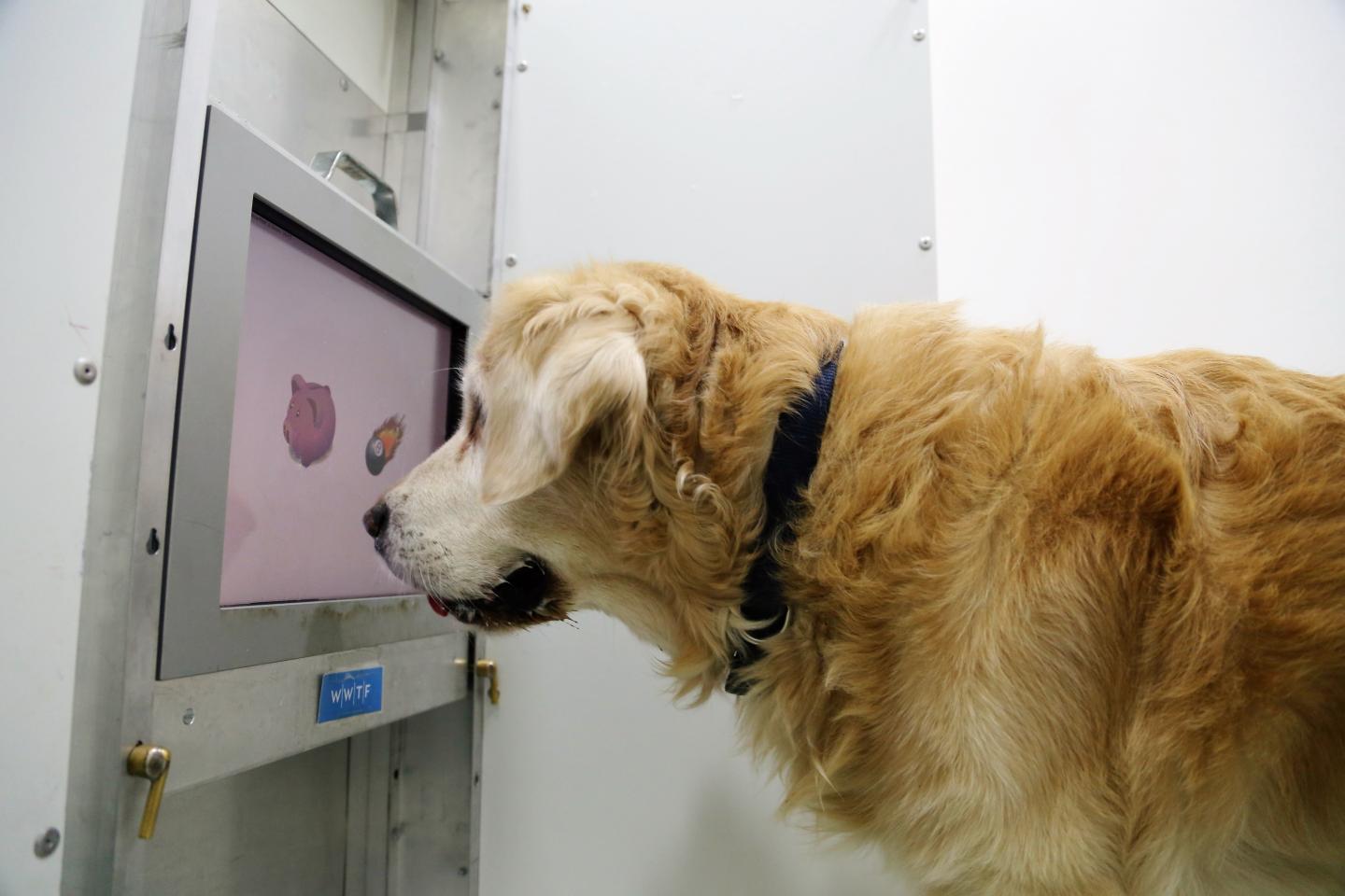 Playing computer games might be the perfect 'brain training' for old dogs. Source: Messerli Research Institute/Vetmeduni Vienna