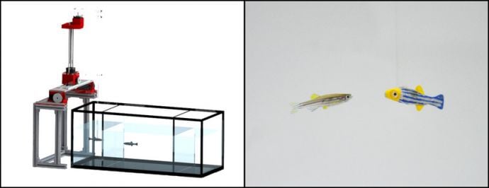 Researchers at NYU Tandon, using advances in real-time tracking software and robotics, have designed the first closed-loop control system featuring a robot interacting in three dimensions with live zebrafish. The system allows the robotic replica to both "see" and mimic the behavior of live zebrafish in real time. Source: NYU Tandon School of Engineering