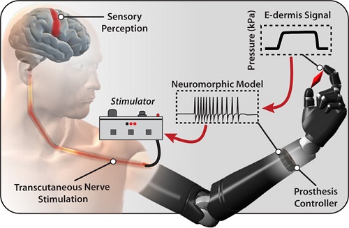 How the system allows amputees feel touch and pain. Source: John Hopkins