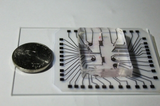 The lab on a chip includes a clear silicone microfluidic chamber for housing cells and a reusable electronic strip—a flexible sheet of polyester with commercially available conductive nanoparticle ink. Credit: Zahra Koochak/Stanford 