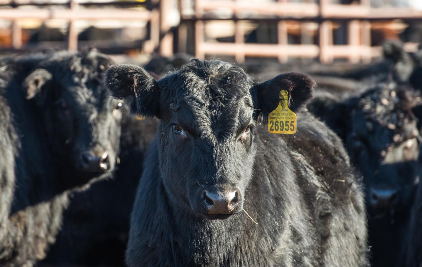 The beef supply chain and transportation industries are interdependent critical infrastructures and need safeguarding according to a computer simulation model developed by Kansas State University researchers. Source: Kansas State University