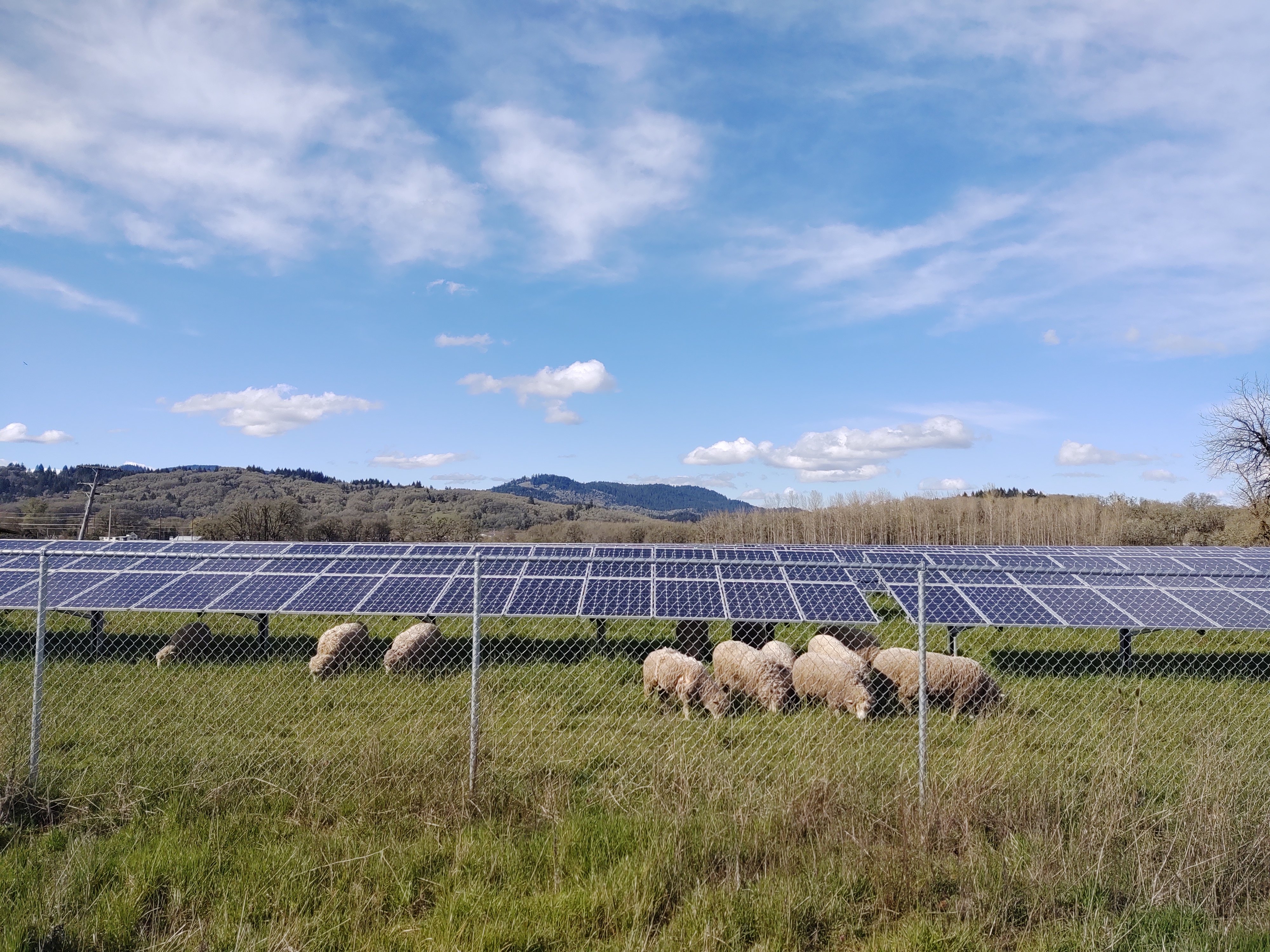 Sheep and solar panels. Source: Oregon State University