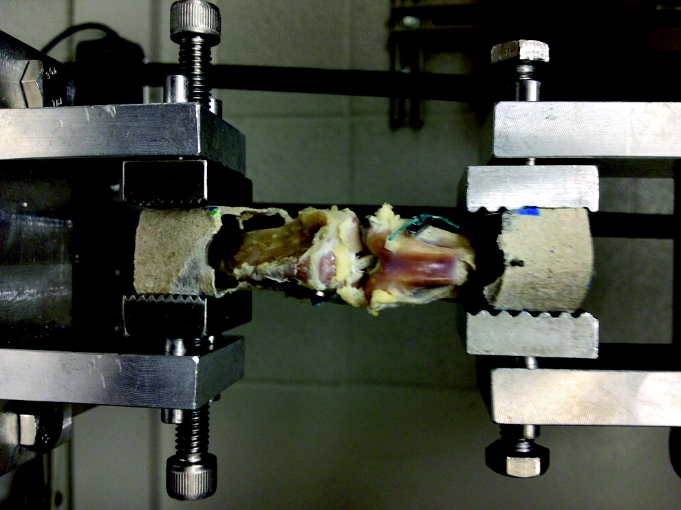3-D printed bone scaffolding undergoes load to failure testing. / Photo courtesy of Tissue Engineering 