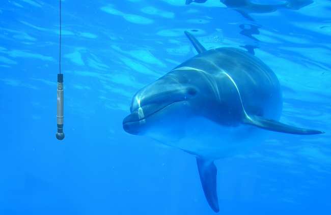 A combination of hydrophones, digitizers and a custom-developed AI is able to locate the focus of the dolphin&rsquo;s sonar clicks. Source: Spectrum Instrumentation