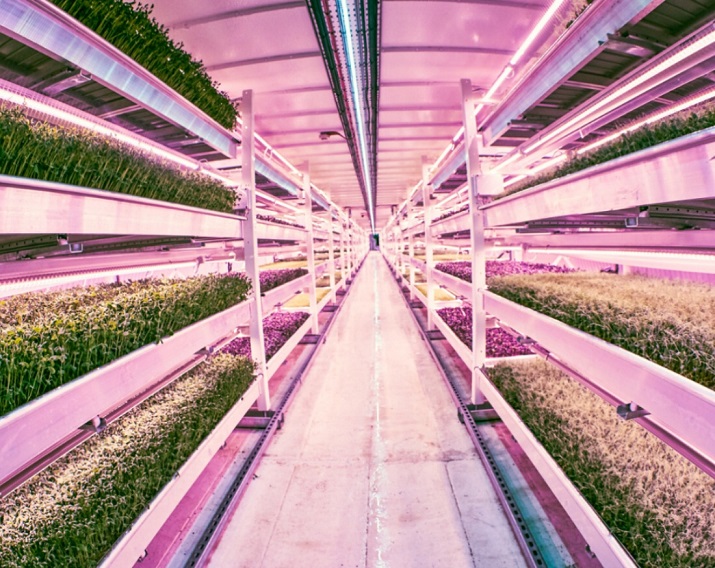 Growing Underground uses a converted World War II bomb shelter as the set up for its underground vertical farm. Source: Growing Underground 