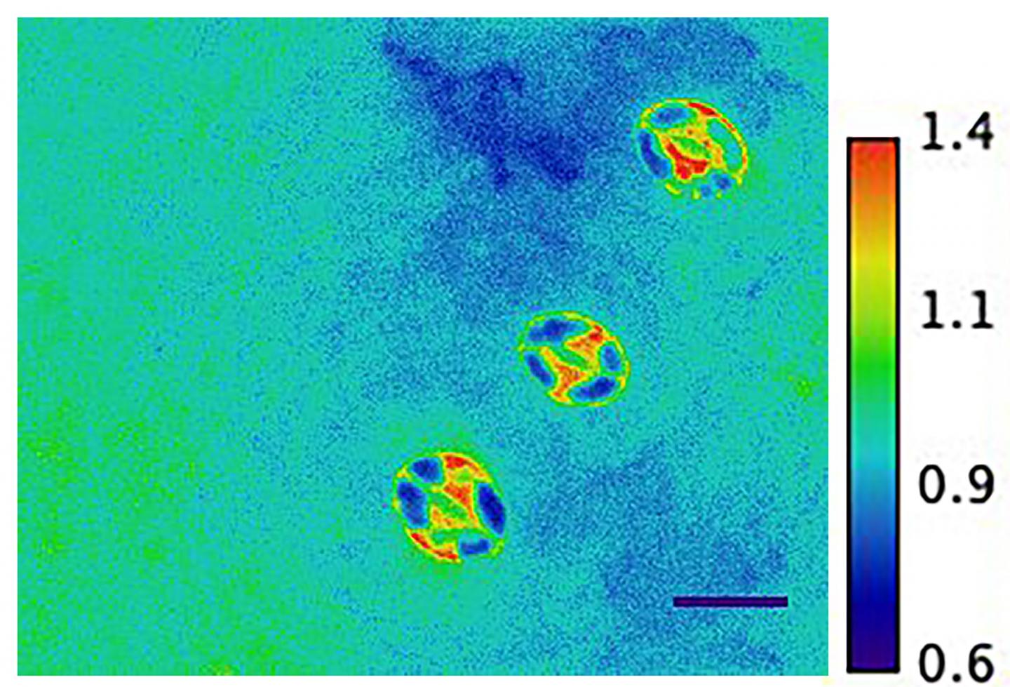 The image depicts three Arabidopsis leaf surface pores, or stomata, expressing the new SNACS stress nanosensor developed by UC San Diego plant biologists. Source: Schroeder Lab, UC San Diego