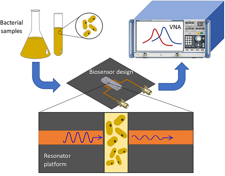 Conceptual representation of the experiments for the detection of bacteria concentration and proliferation. Source: University of British Columbia-Okanagan