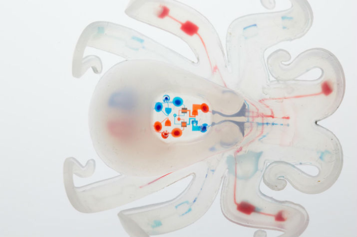 In lieu of rigid electronic parts such as batteries or circuit boards, the "octobot" uses a microfluidic logic circuit powered by hydrogen peroxide converted into gas when in contact with platinum. (image Credit: Lori Sanders) 