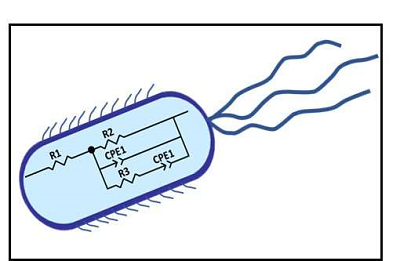 Electrochemical techniques provide opportunities to monitor microbial activity in real time, in-situ. This approach is expected to reduce analytical costs and generate an abundance of data for industrial bioprocesses. Source: Savannah River National Laboratory 