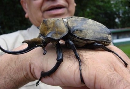 A civilian Costa Rican Hercules Beetle—yes, it is real. Source: Pinterest