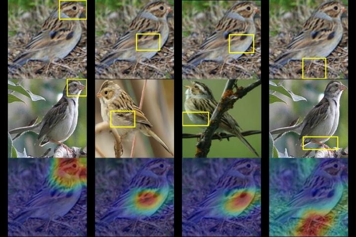 A Duke team trained a computer to identify up to 200 species of birds from just a photo. Given a photo of a mystery bird (top), the A.I. spits out heat maps showing which parts of the image are most similar to typical species features it has seen before. (Source: Chaofan Chen, Duke University)