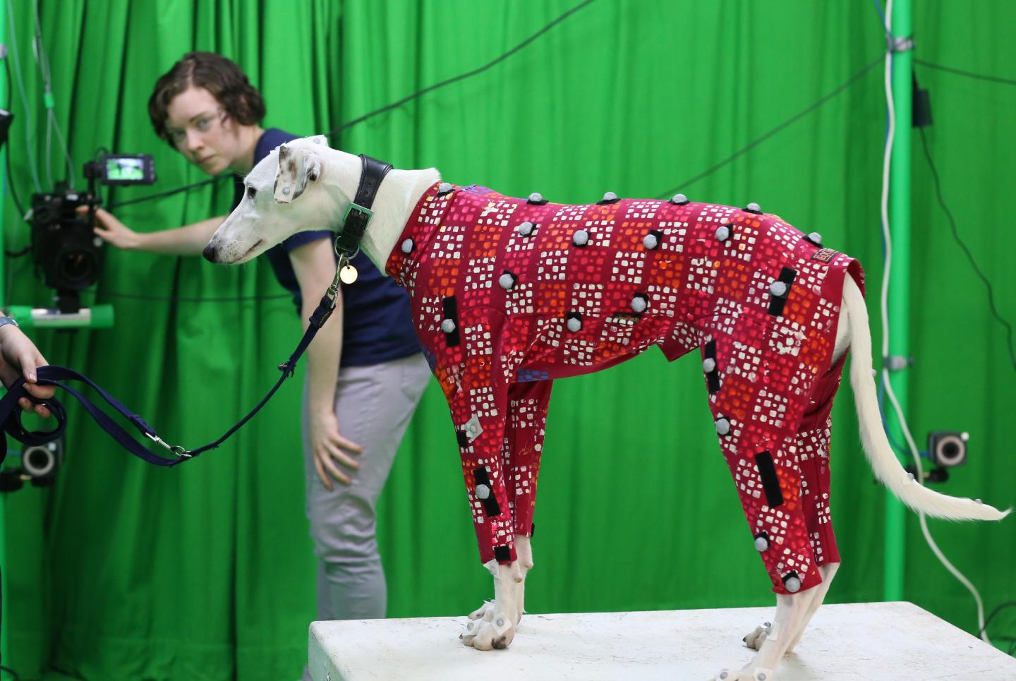 Sinead Kearney adjusts the cameras to collect the motion capture data of a lurcher Source: University of Bath