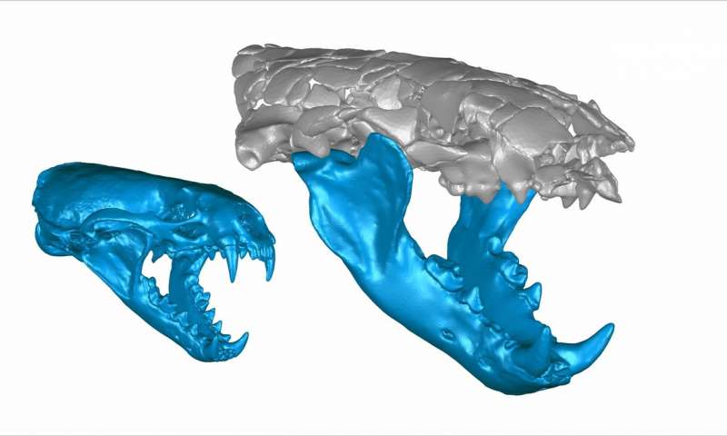 Digital, 3D reconstructions show the skulls — including the jaws — of the roughly 15-pound common otter Lutra lutra (left), and the roughly 110-pound Siamogale melilutra, a giant prehistoric otter with a surprisingly powerful bite (right). Source: Z. Jack Tseng