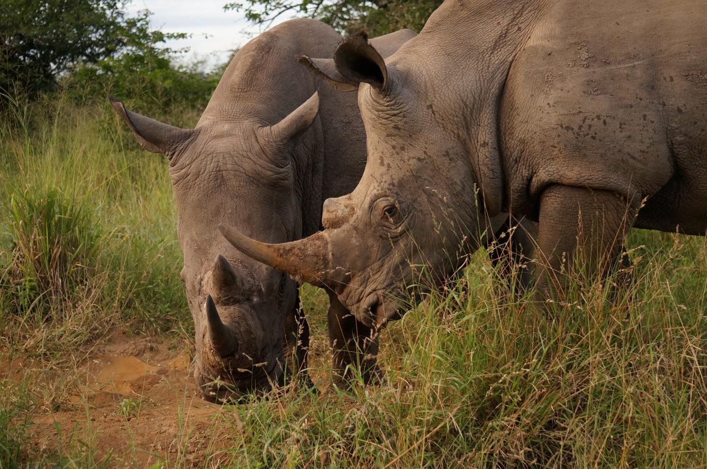 Rhinoceros are threatened so severely by an illegal trade in their horns that tourists are advised not share the locations they spotted the animals in, so poachers cannot easily locate them. Source: Christoph Fink