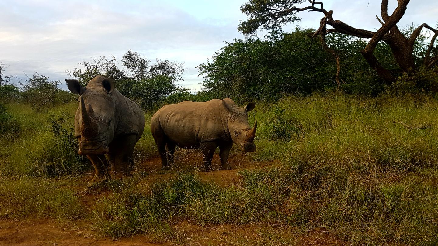 These are Southern white rhinoceros in an undisclosed protected area in South Africa. (Source: Enrico Di Minin)