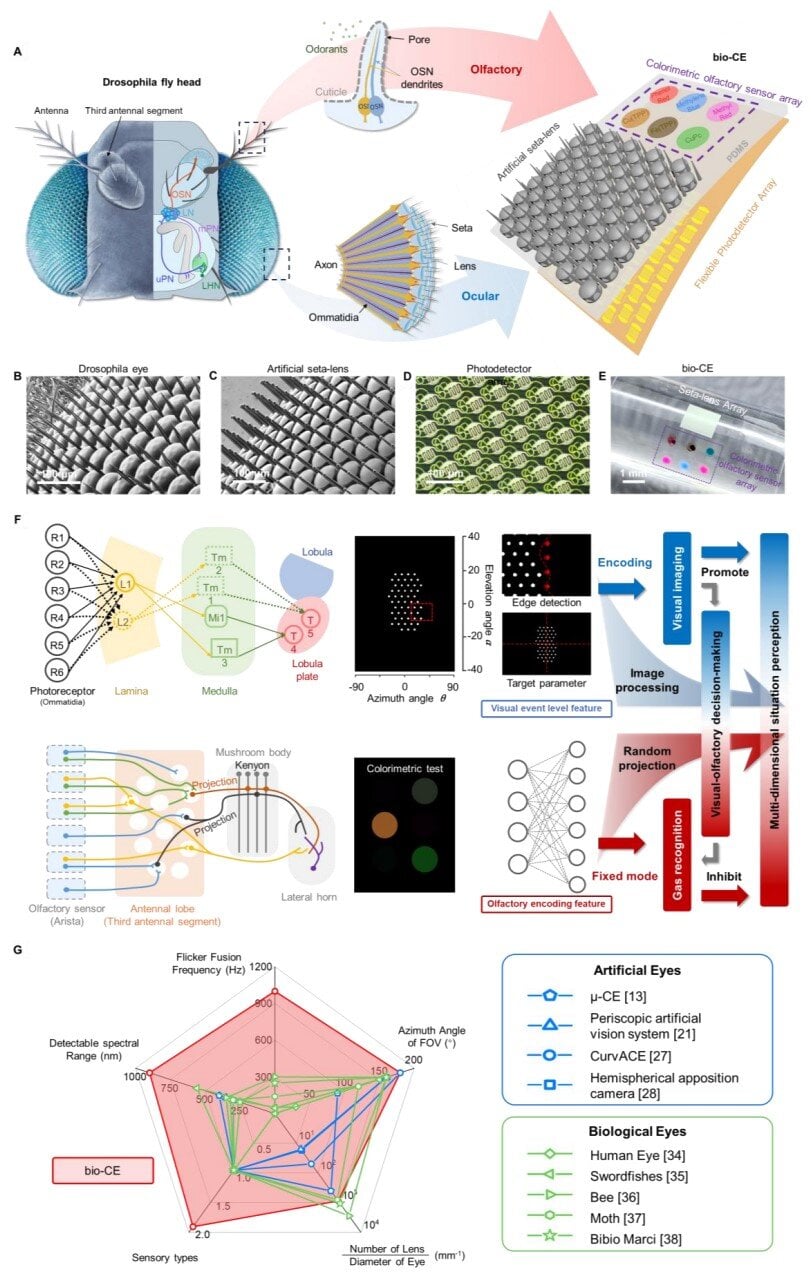 Source: Nature Communications (2026). DOI: 10.1038/s41467-026-68940-0