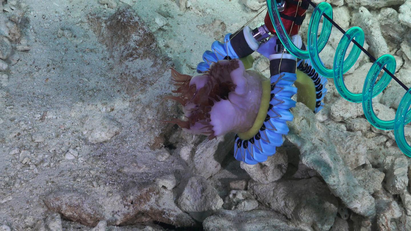 A three-finger soft manipulator grasping a sea anemone attached to a rock on a hard substrate. (Source: Schmidt Ocean Institute)