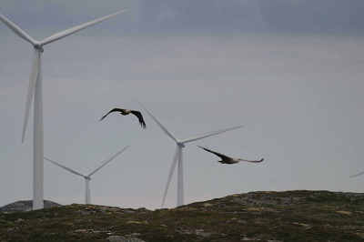 Wind Turbine Sensor Array Monitors Avian And Bat Collisions Electronics360 Wind Turbine Sensor Array Monitors Avian And Bat Collisions Electronics360