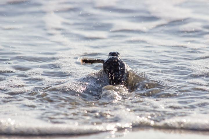 Sea turtle hatchling heads to the ocean, where it will be for several years. Those years are often referred to as the "lost years." (Source: G. Stahelin)