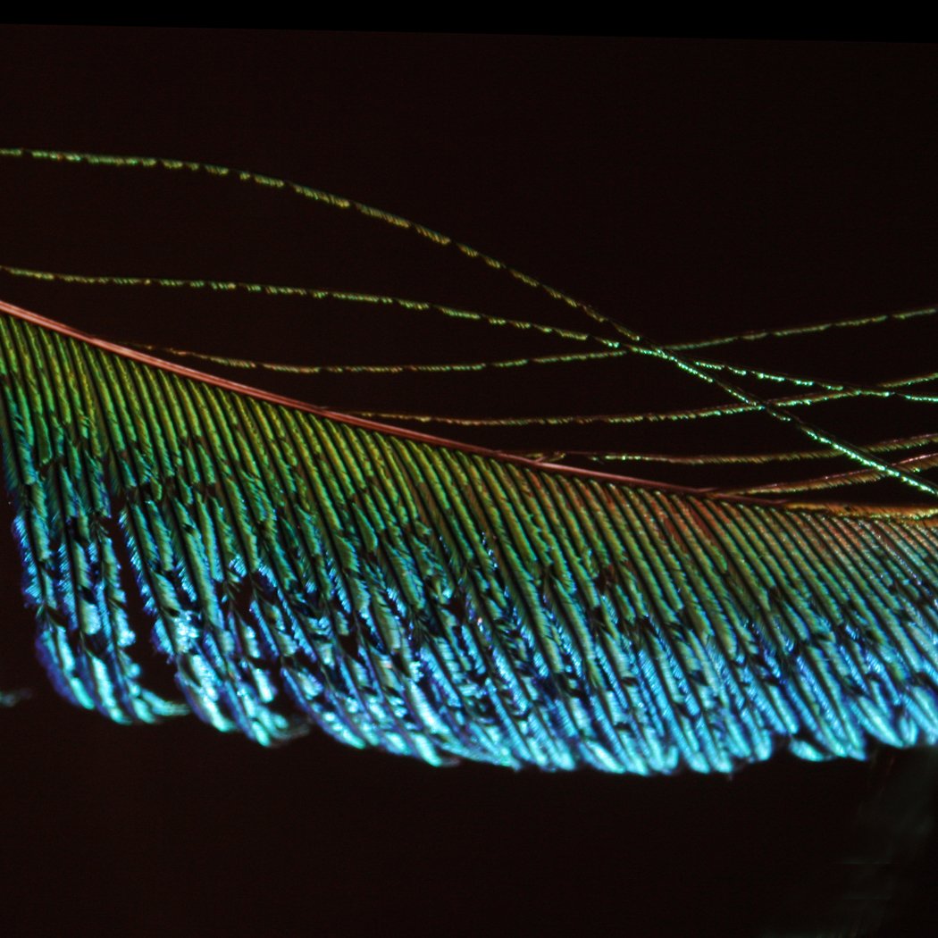 Bragg fibers integrated in clothing can create iridescent, shimmering visual effects similar to peacock plumage. Credit: CC BY 2.0 / Gordana Adamovic-Mladenovic
