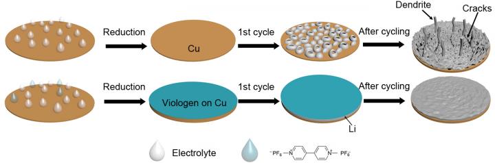 These are illustrations of the design principles of using methyl viologen to form a stable coating to allow the stable cycling of lithium metal. Source: UC Riverside