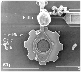 A MEMS crankshaft and gear, with a pollen grain.