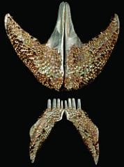 The fish’s upper jaw is above and the lower jaw is below. Image credit: Kevin Conway and Adam Summers, University of Washington