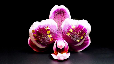 IGT-based gates conform to the surface of orchid petals. Scale bar, 1 cm. Source: Jennifer Gelinas, Columbia University