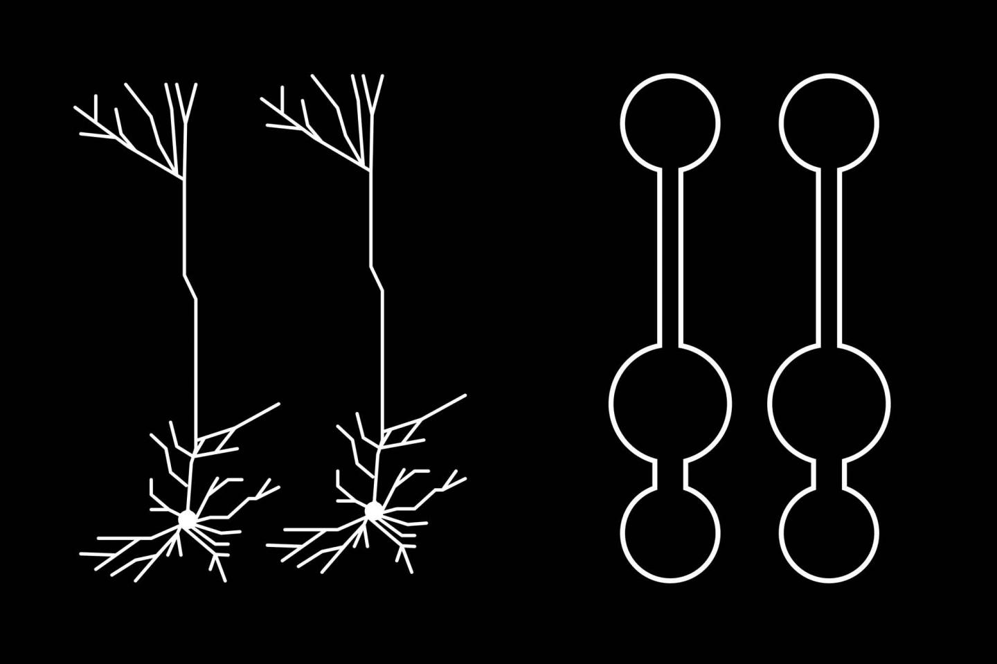 This is an illustration of a multi-compartment neural network model for deep learning. Left: Reconstruction of pyramidal neurons from mouse primary visual cortex. Right: Illustration of simplified pyramidal neuron models.(CIFAR)
