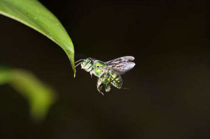 Bees use light to steer through vegetation. This technique could be applied to drones. (Image Credit: Emily Baird/ Lund University)