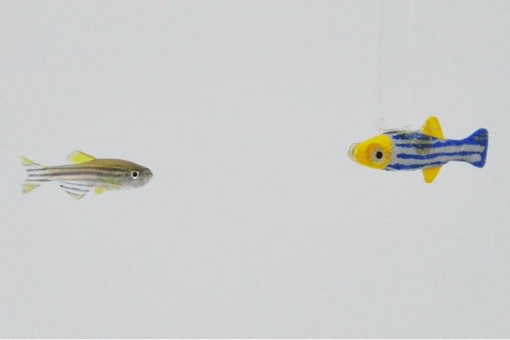 A 3-D printed zebrafish robot that mimics the movement of a live fish was much more appealing than one that didn’t move or didn’t look like a zebrafish. Source: NYU Tandon