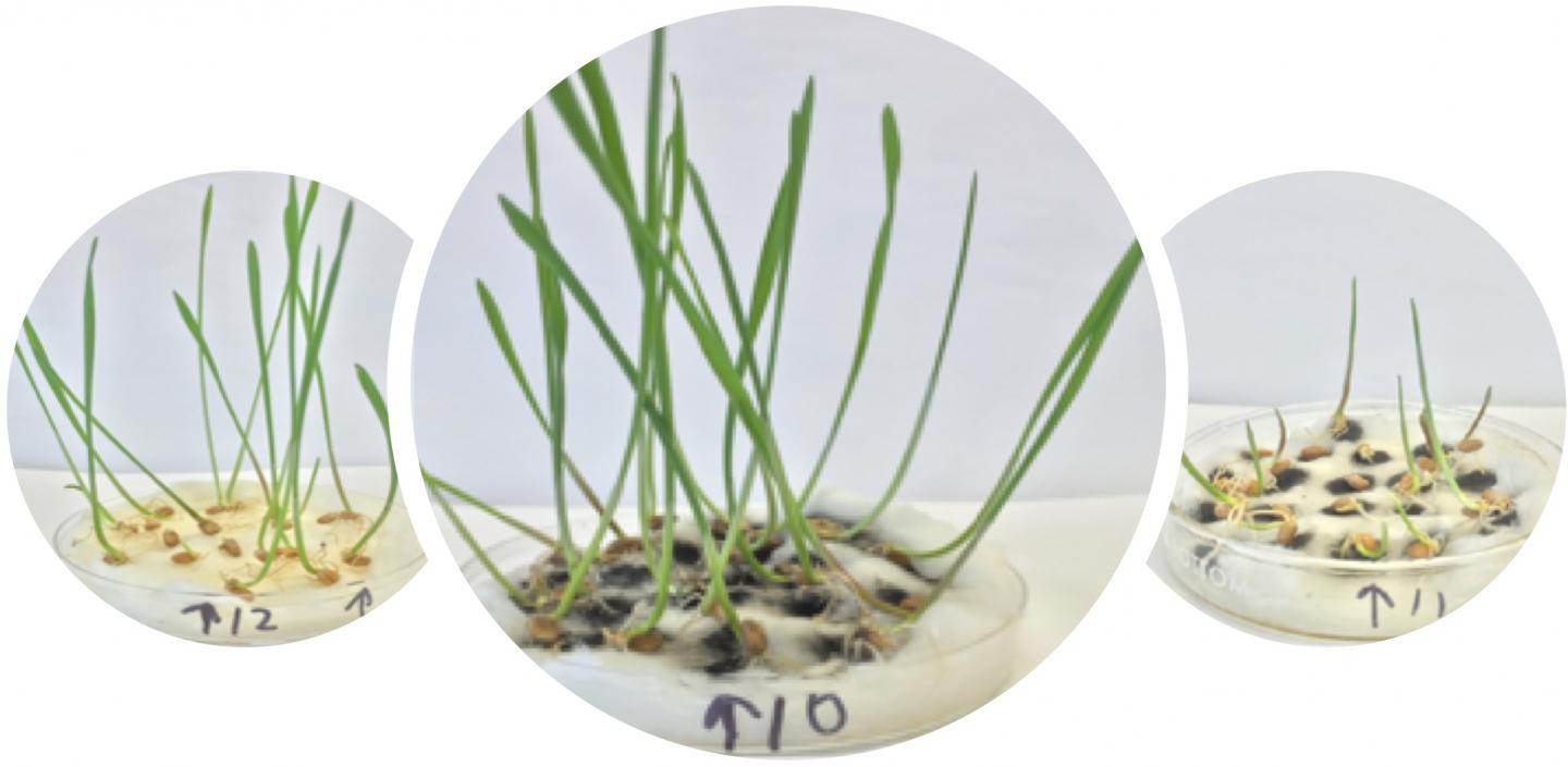 Purified single-walled carbon nanotubes dispersed in water promoted greater plant growth (center) than the nanomaterial-free control (left) after eight days of an experiment at Rice University. Feeding plants tetrahydrofuran with the nanotubes (right) produced the opposite effect, stunting plant growth. Source: Pavan Raja/Rice University