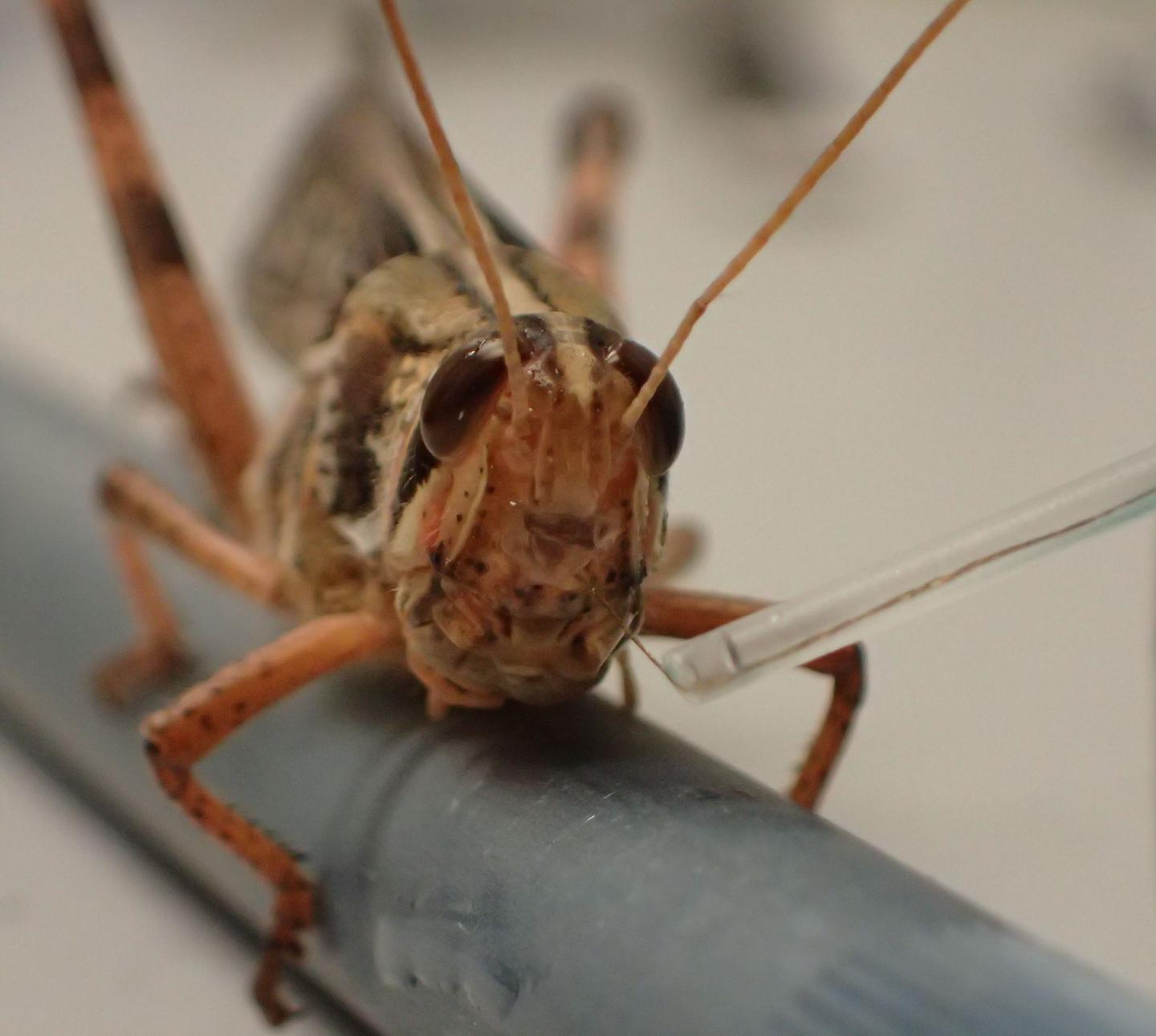 A locust with an improved brain sensor implant. Source: Raman Lab