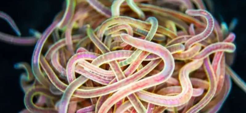 A ball of California blackworms. Source: Harry Tuazon/Georgia Institute of Technology