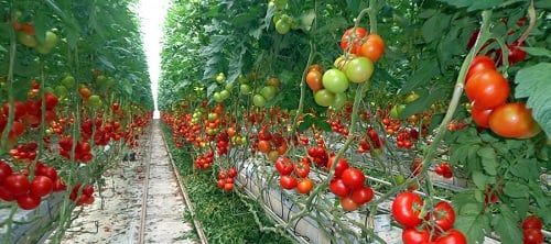 European Tomato Horticulture Farm Invests In Led Lighting 