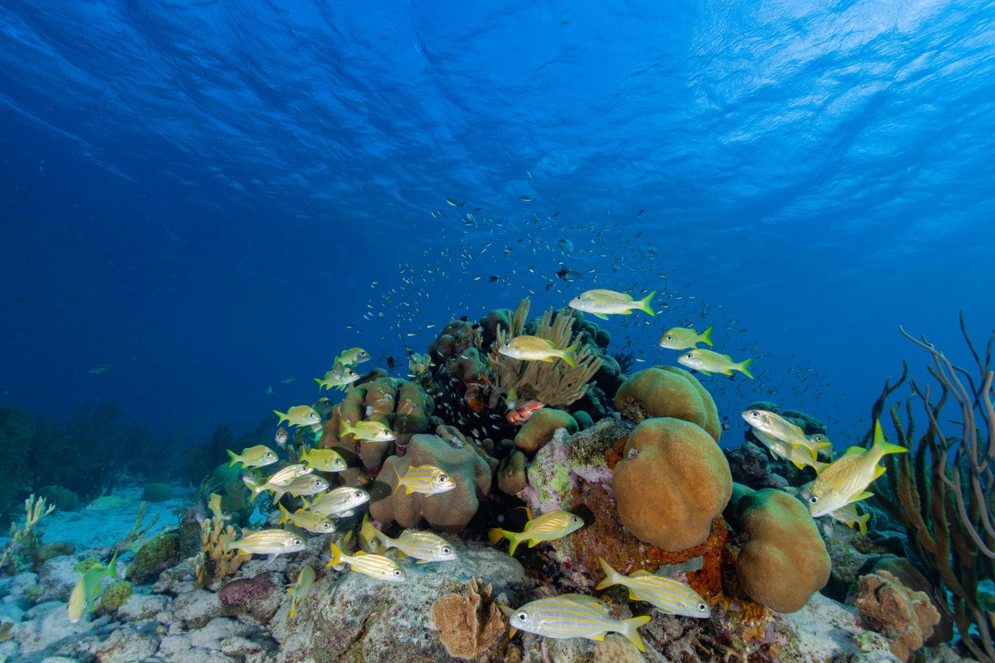 A UBCO researcher is using years of compiled data to determine how virtual reef communities will respond to threats including cyclones and coral bleaching. Source: Jean-Philippe Maréchal