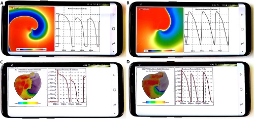 High-performance simulations on a Galaxy S8 smartphone. (A and B) 2D spiral wave and (C and D) 3D reentry in rabbit ventricles with two different models. Up to 1.7 billion ordinary differential equations can be solved per second using this phone. Source: A. Kaboudian et al.