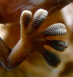 A view of the underside of a gecko's feet enabling it to stick onto walls and ceilings. Image credit: NASA