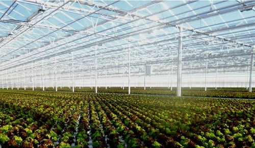 Lettuce produced in a greenhouse with LED lighting produces denser crops with more color. Source: Plessey