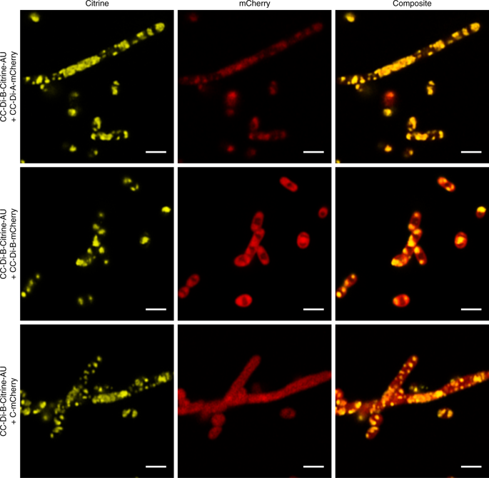 Localization of fluorescent proteins to coiled-coil labeled BMCs. Confocal analysis of E. coli BL21 * (DE3) cells showing Citrine, mCherry and composite fluorescence signals for cells expressing CC-Di-B-Citrine-PduA-U with CC-Di-A-mCherry, CC-Di-B-mCherry or C-mCherry. Source: University of Kent