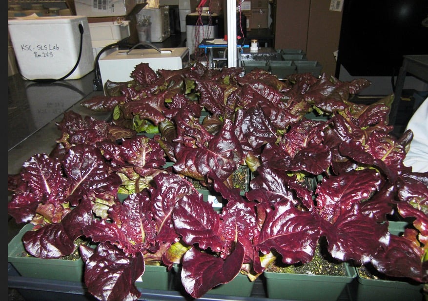 Figure 2. Red leaf lettuce plants were also harvested from a plant growth chamber grown under red and blue LED lights. Photo Credit: NASA/Frank Ochoa-Gonzales 