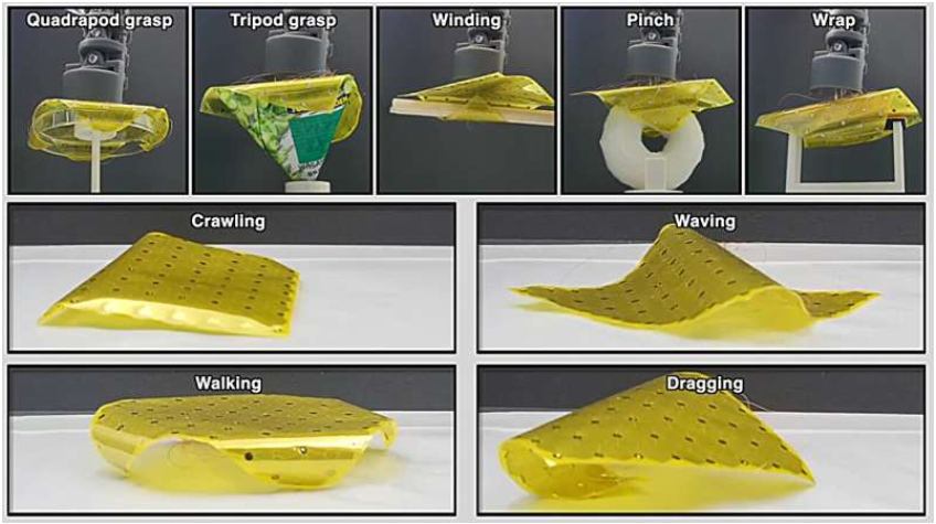 Source: Nature Communications (2025). DOI: 10.1038/s41467-025-61838-3