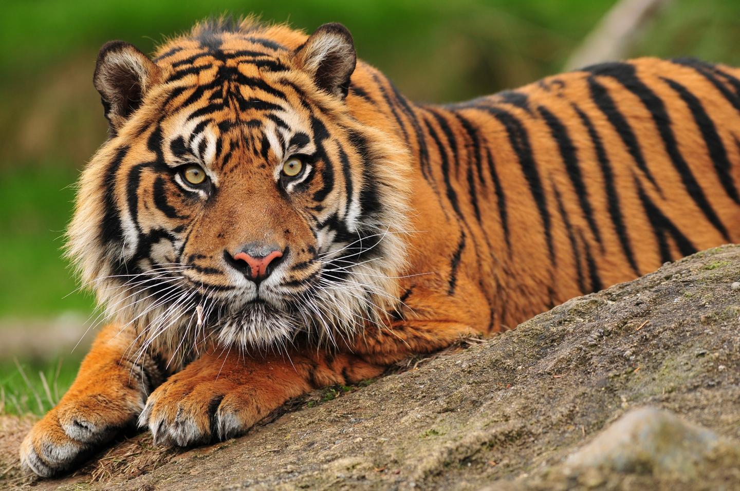 Sumatran tigers were one of the species filmed in the UniSA pilot study. Source: Neelspy