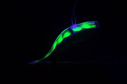 Fluorescent dye could be added to the soft robot as a kind of signaling or guidance system. Source: UC San Diego