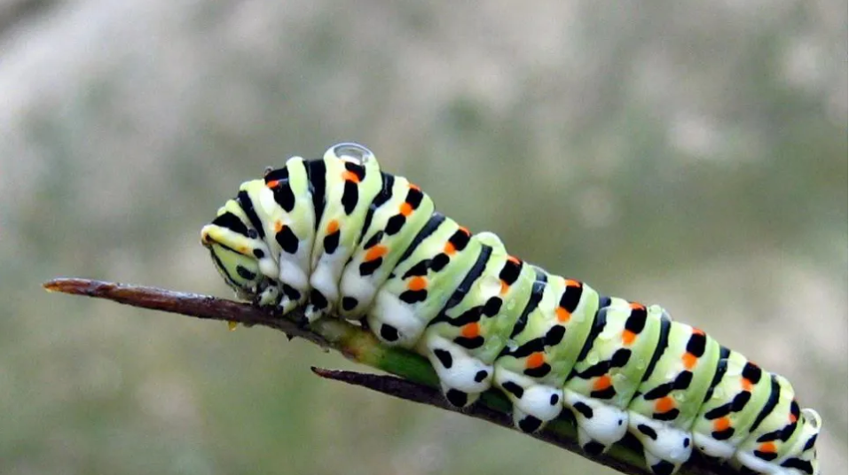 Source: Vicki&rsquo;s Nature from Openverse