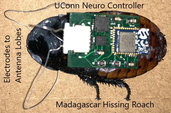 A tiny neuro controller developed by researchers at the University of Connecticut could provide more precise operation of micro biorobots, such as those being tested on 'cyborg' cockroaches for possible use in search and rescue missions inside collapsed buildings. (Source: Image courtesy of Abhishek Dutta/UConn.)